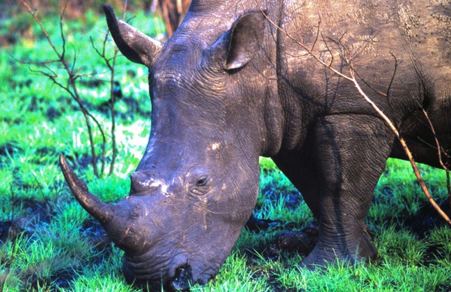 rhino portrait