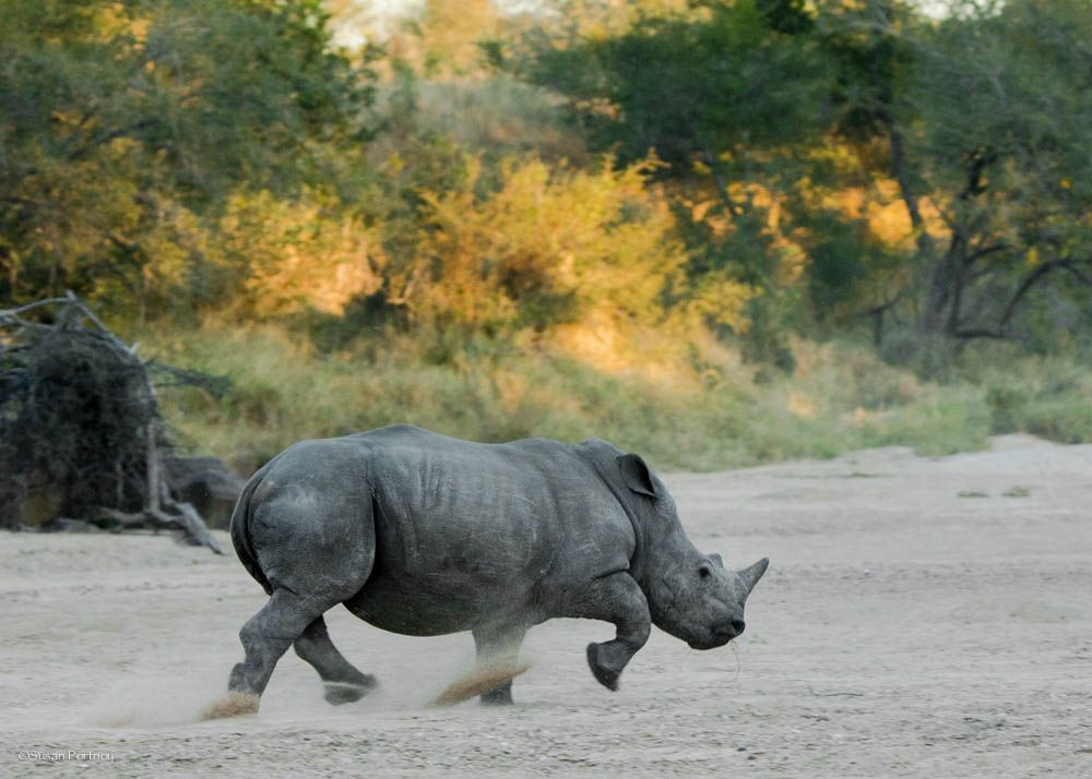 rhino running sand