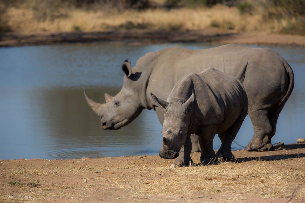 Rhino near water hole