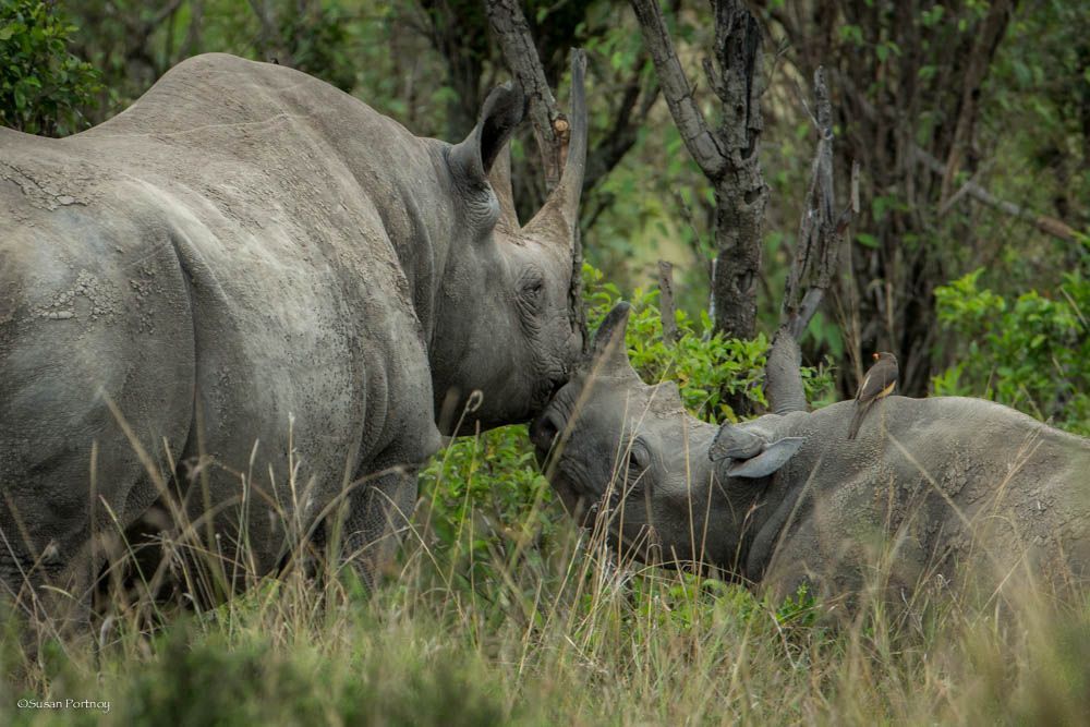 rhino kissing