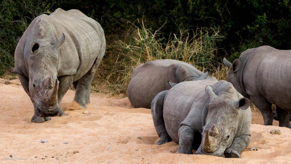 rhino in sand