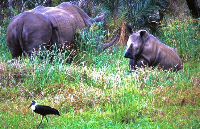 baby rhino grass