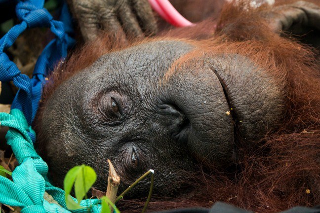 rescued orangutan indonesia