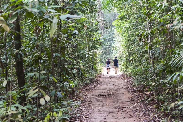 macritchie reservoir forest