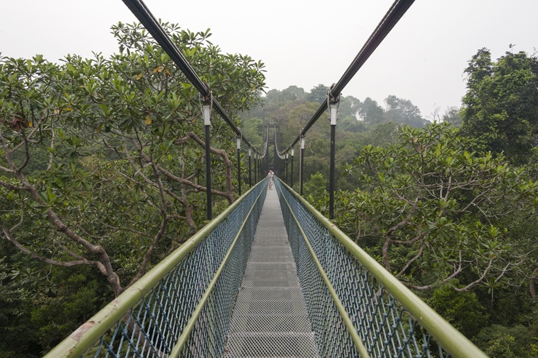 macritchie reservoir treetop walk