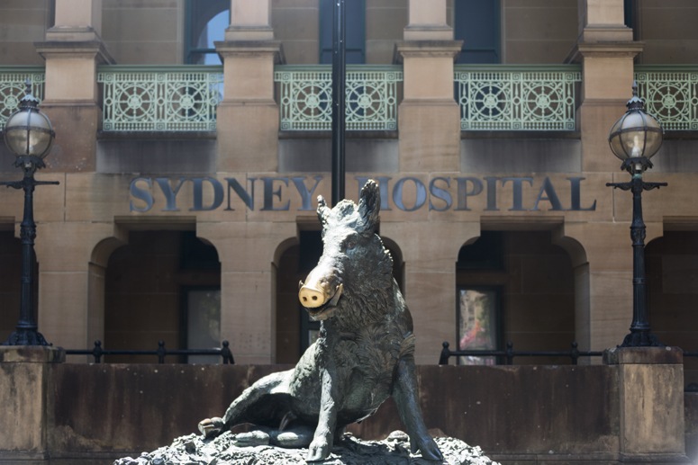 sydney hospital porcellino
