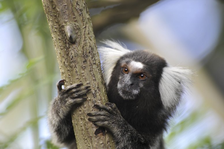 maceio brazil monkey