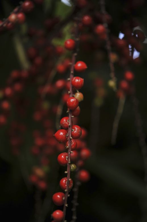 brazil red peppercorns
