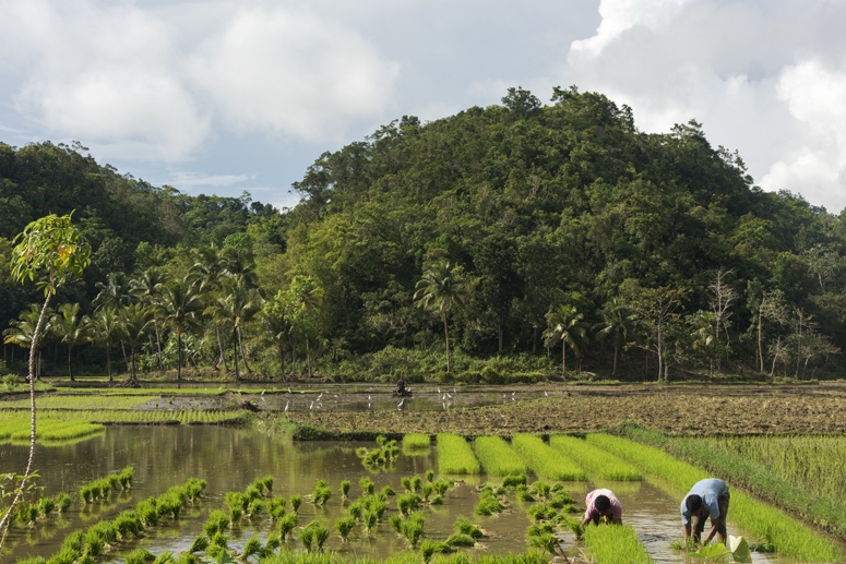 bohol rice paddies philippines