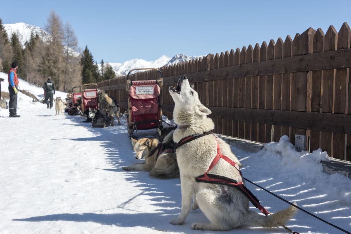 arnoga husky village white dog