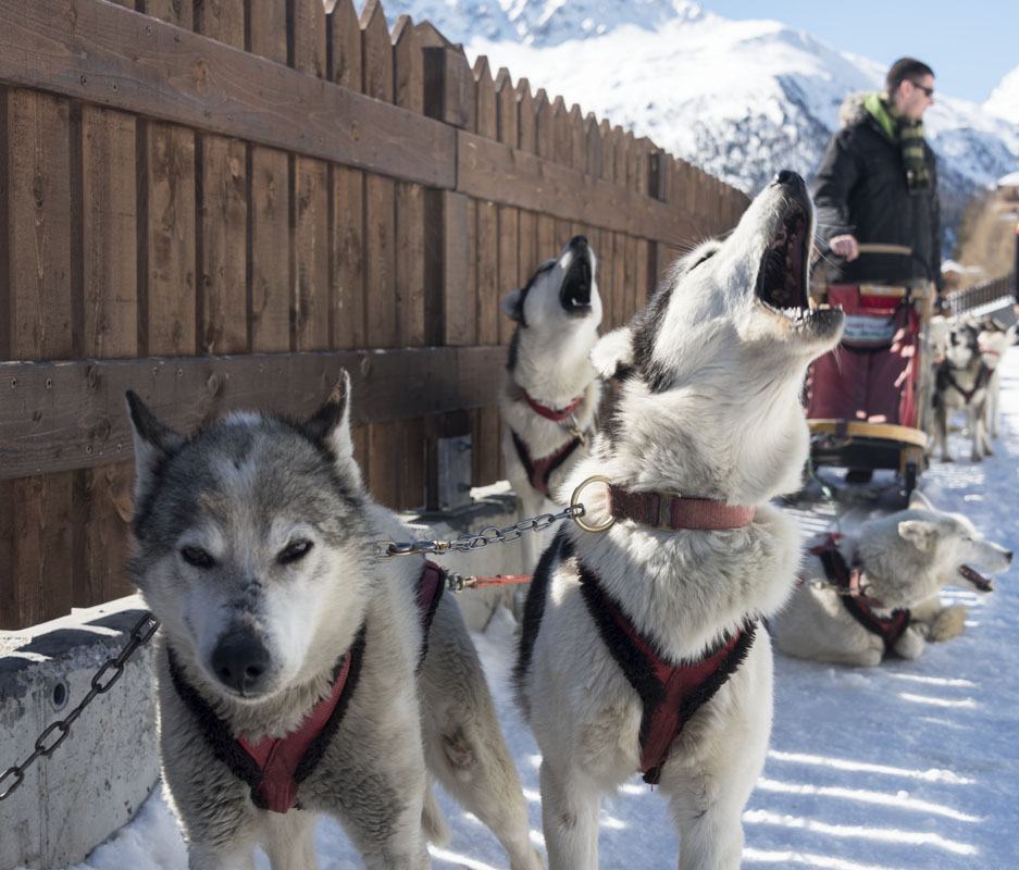 arnoga husky village dog howling