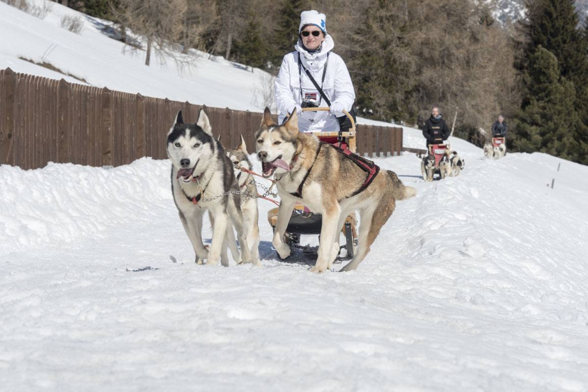 Valtellina dogsled running