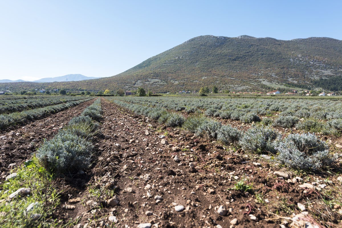 ljubinje-herbs