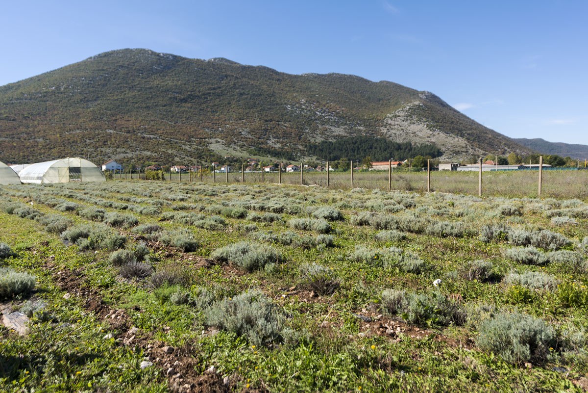 ljubinje-what-to-do-wild-herbs