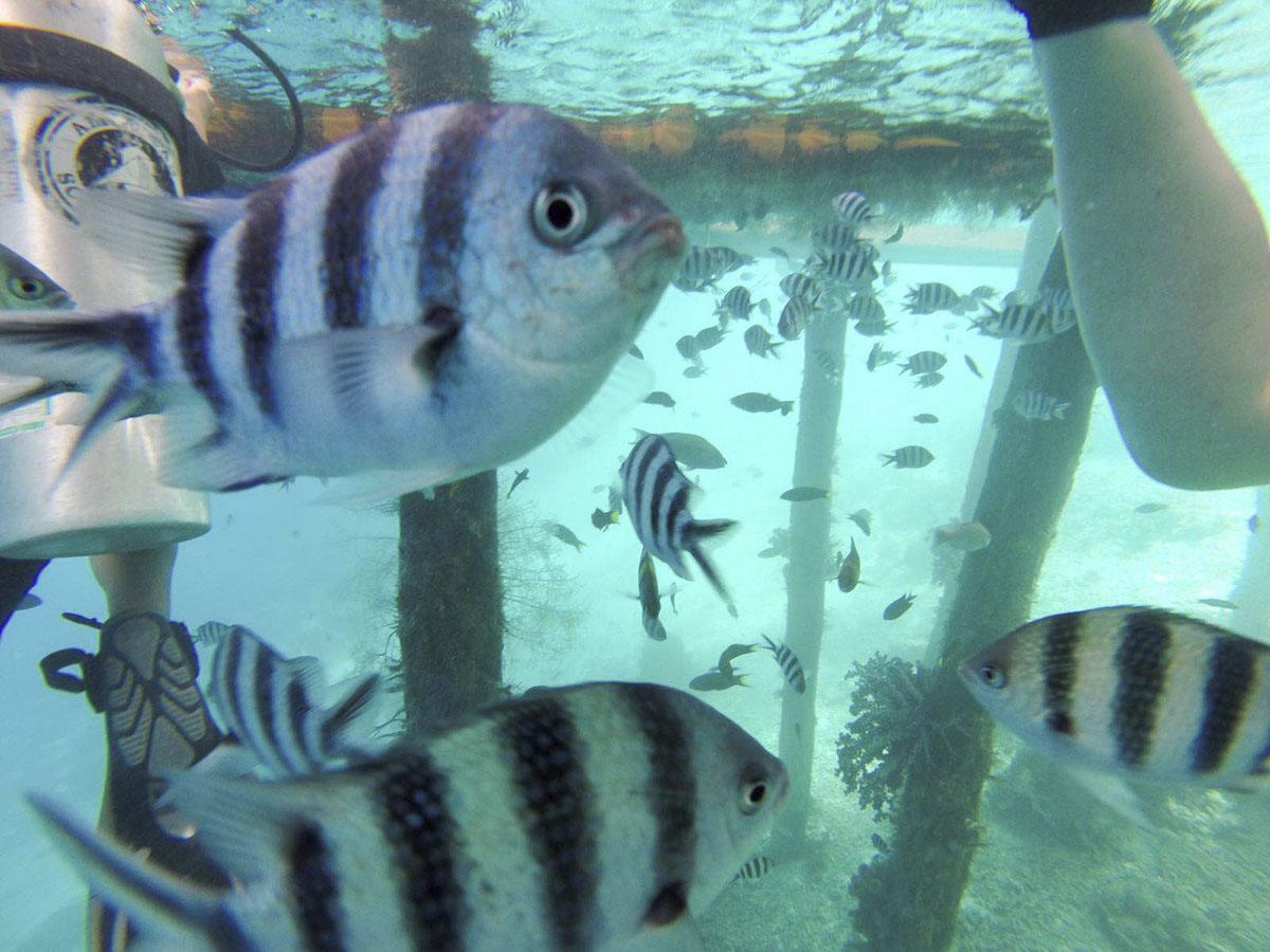 raja-ampat-dive
