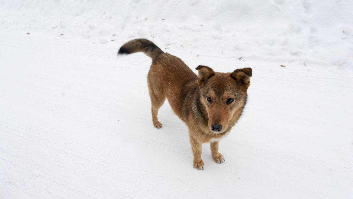chernobyl fox