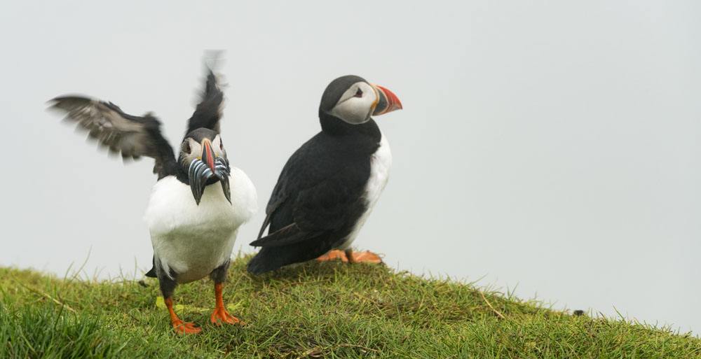 mykines faroe islands 2 bird