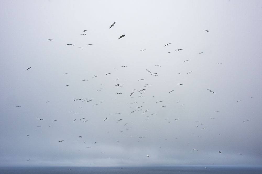 mykines faroe islands many birds