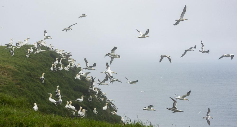 mykines faroe islands many gannets