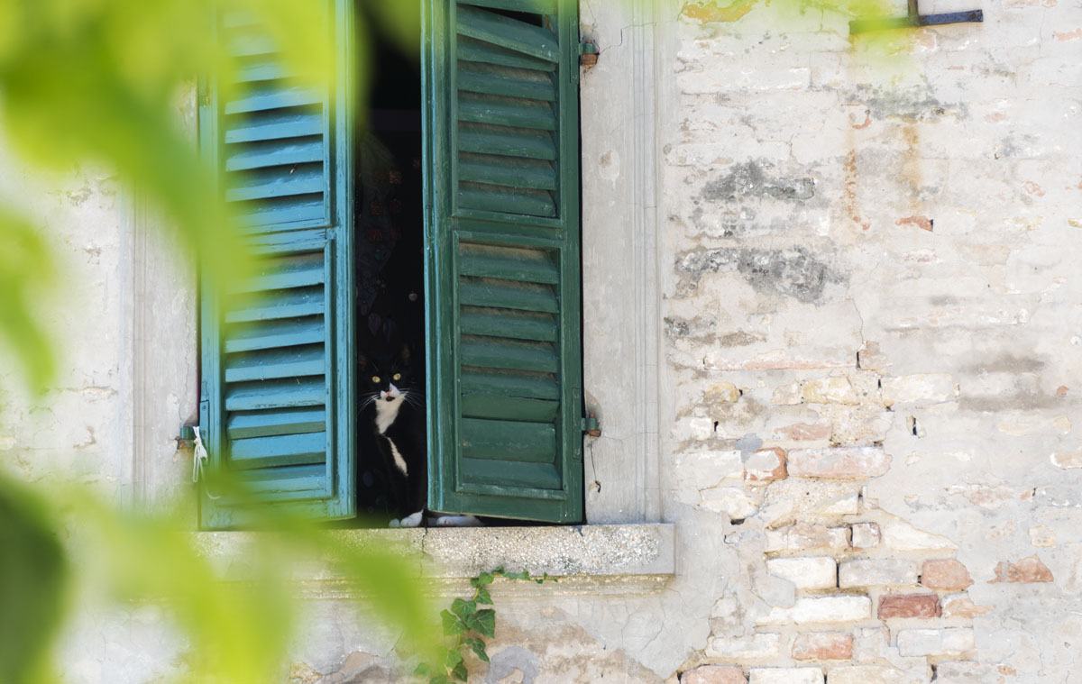 corinaldo cat