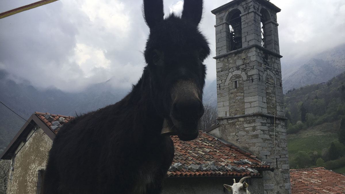 road trip cespe donkey photobomb