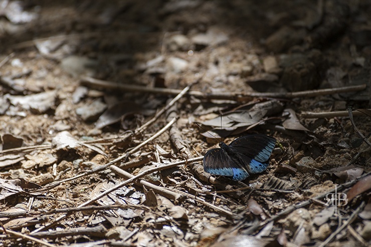 Kinabalu Butterfly on the Ground