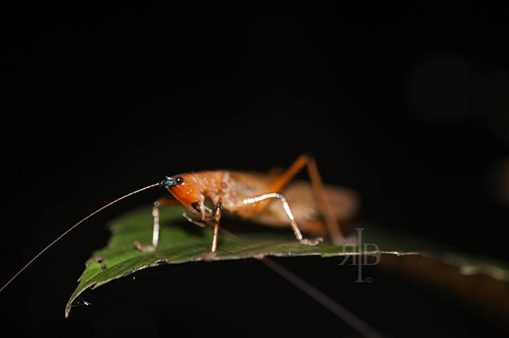 Uncle Tan: Borneo rainforest on a budget - The Crowded Planet