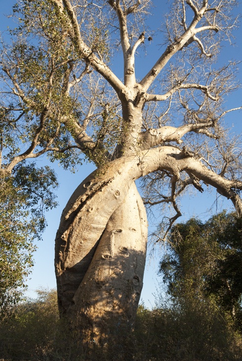 The Avenue of Baobabs at sunset - The Crowded Planet