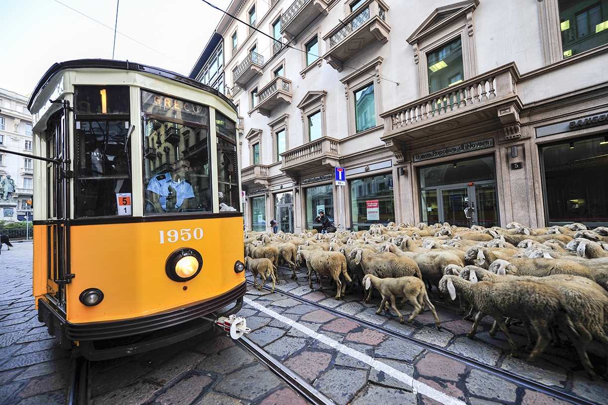 Tram milan sheep 
