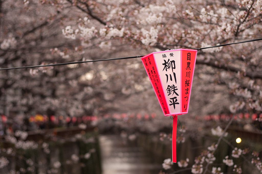 cherry blossoms tokyo
