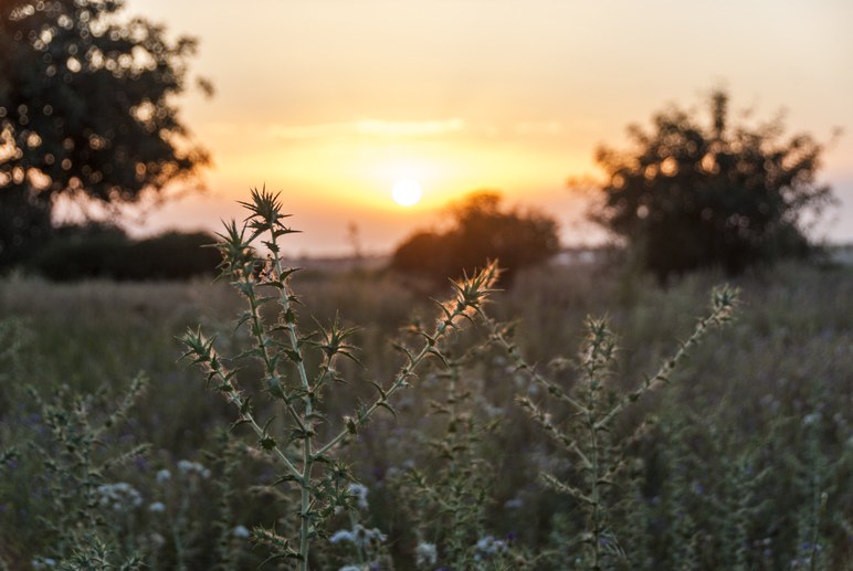 sicily countryside sunset
