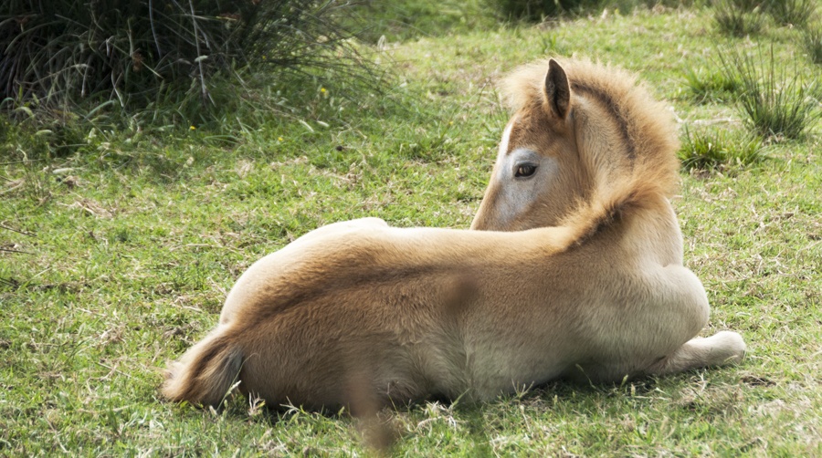  Baby camargue horse Po delta 