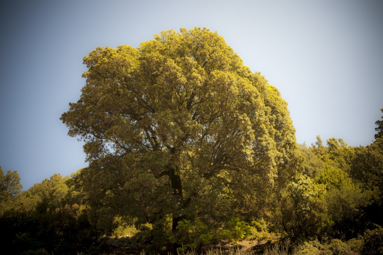 yellow tree Sardinia