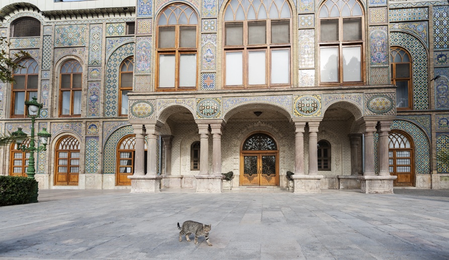 tehran gollestan palace outside cat