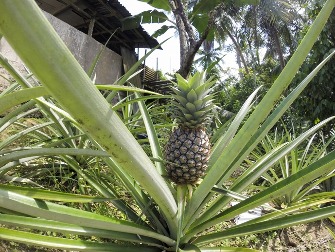 pineapple kampung danu sarawak
