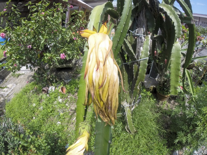 flower kampung danu sarawak