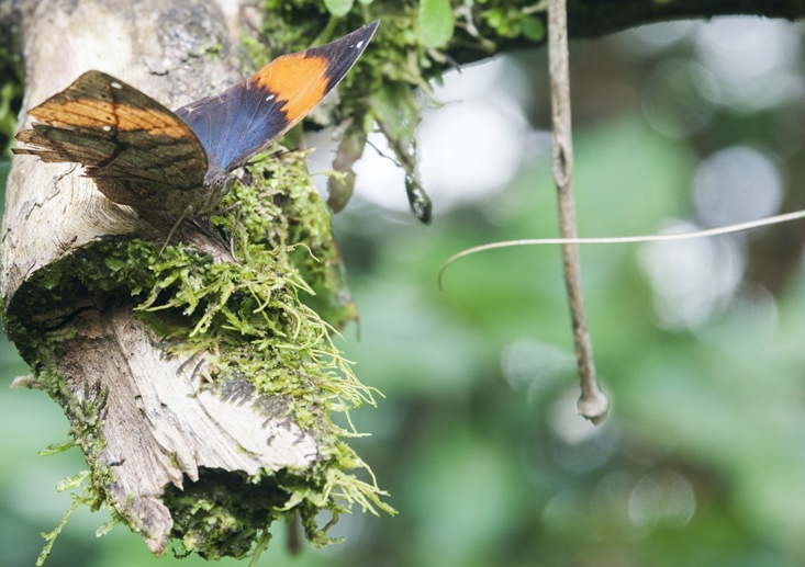 mulu sarawak butterfly