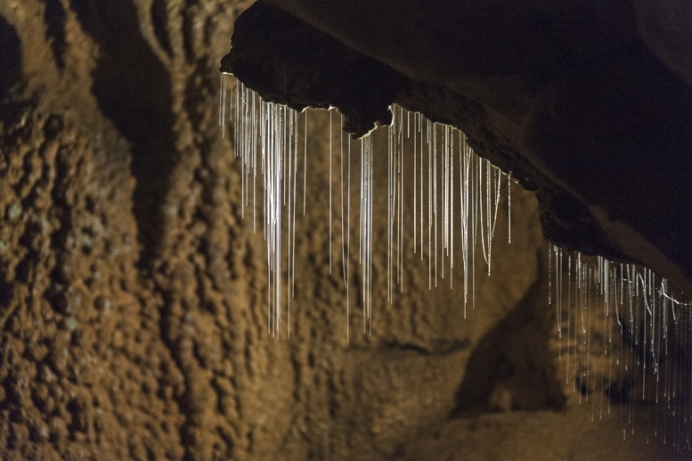 worms lang cave mulu sarawak