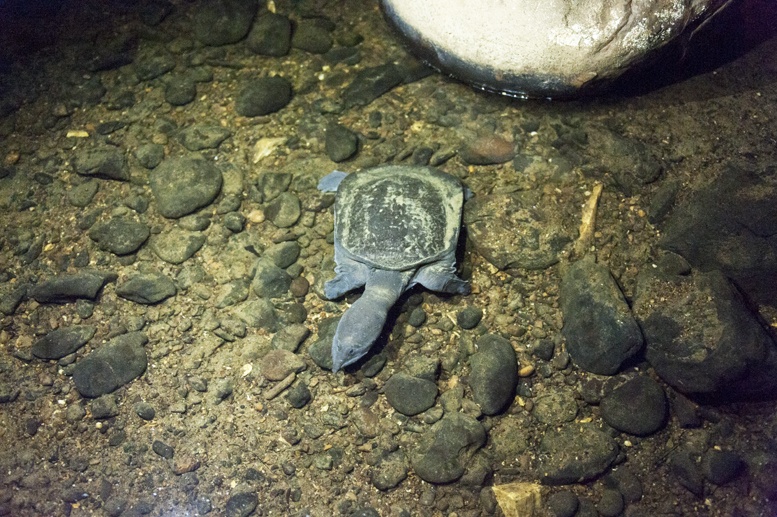 turtle lang cave mulu sarawak