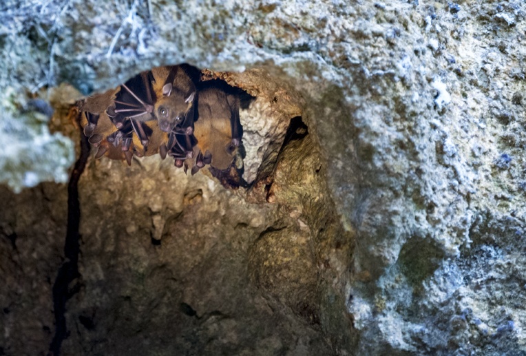 bats wind cave mulu