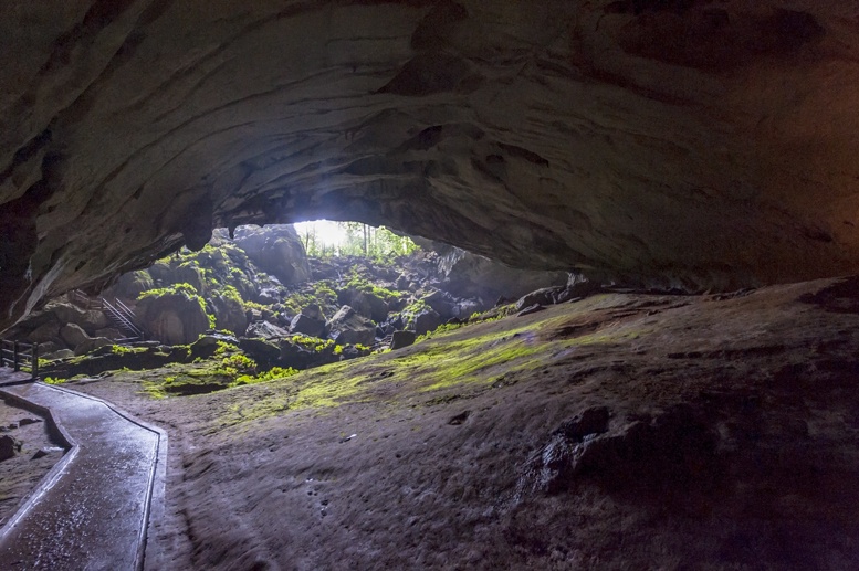 clearwater cave mulu moss