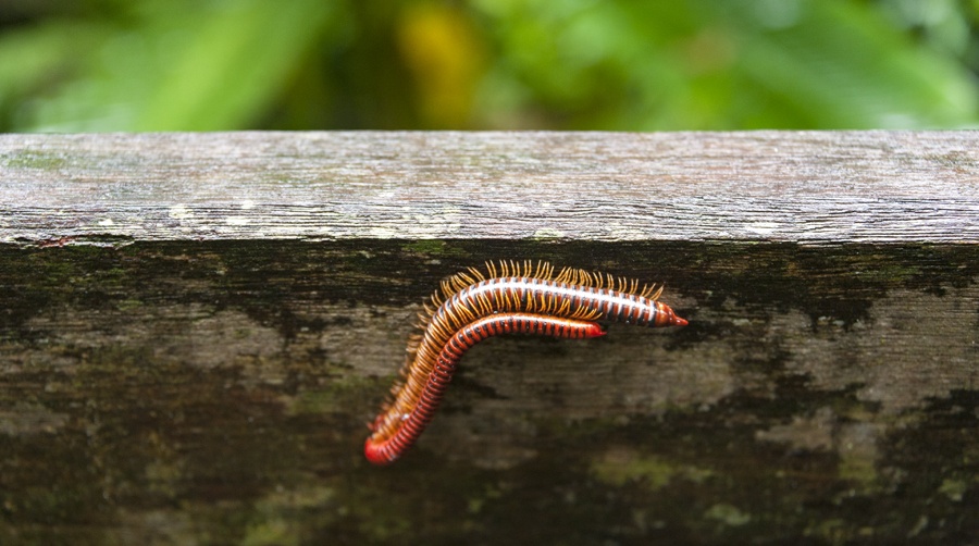 gunung mulu national park millipedes