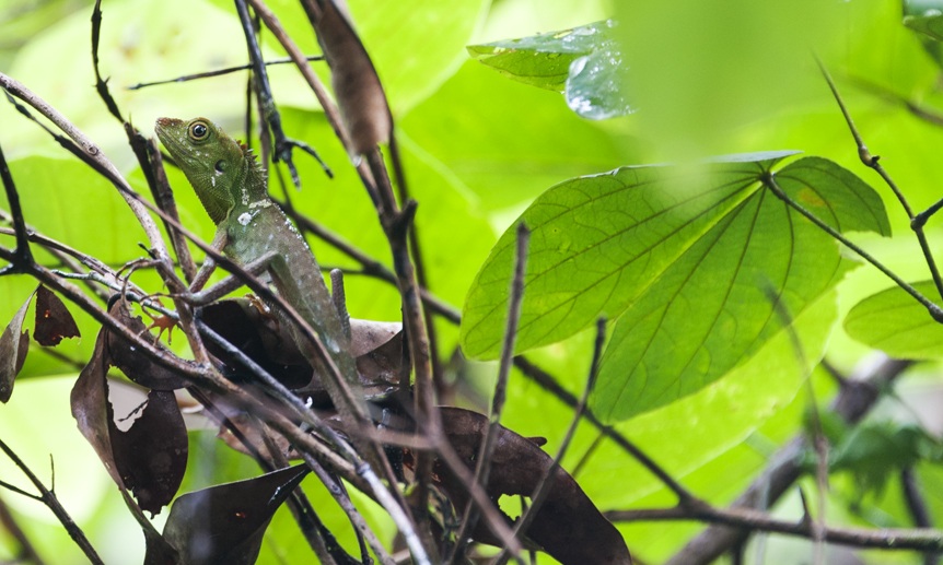 mulu national park lizard
