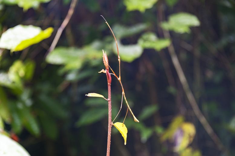 gunung mulu national park stick insect