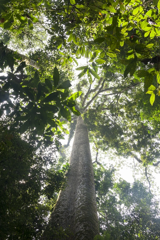 gunung mulu trees