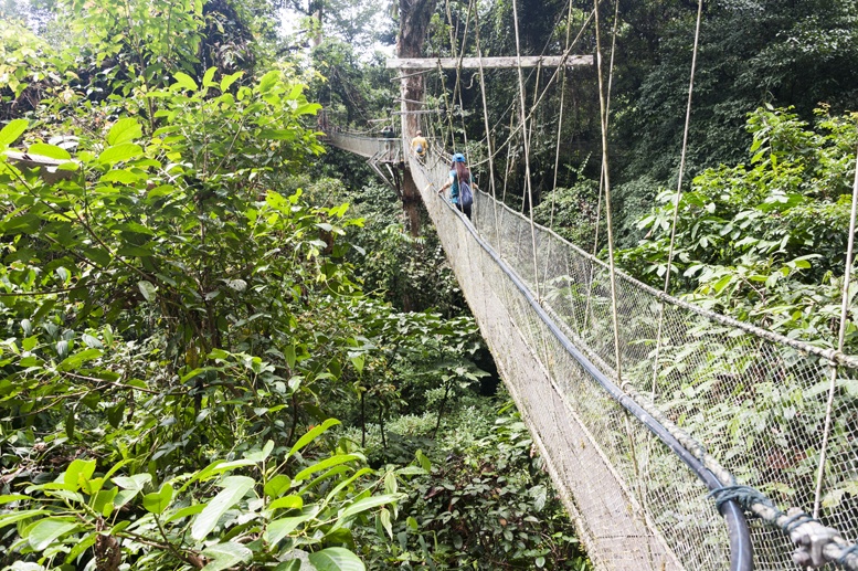 mulu canopy skywalk