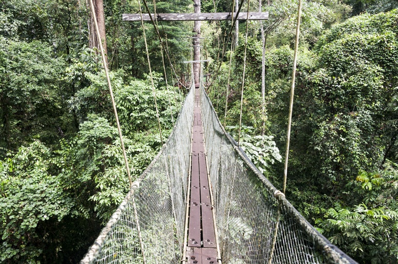 mulu canopy skywalk bridge