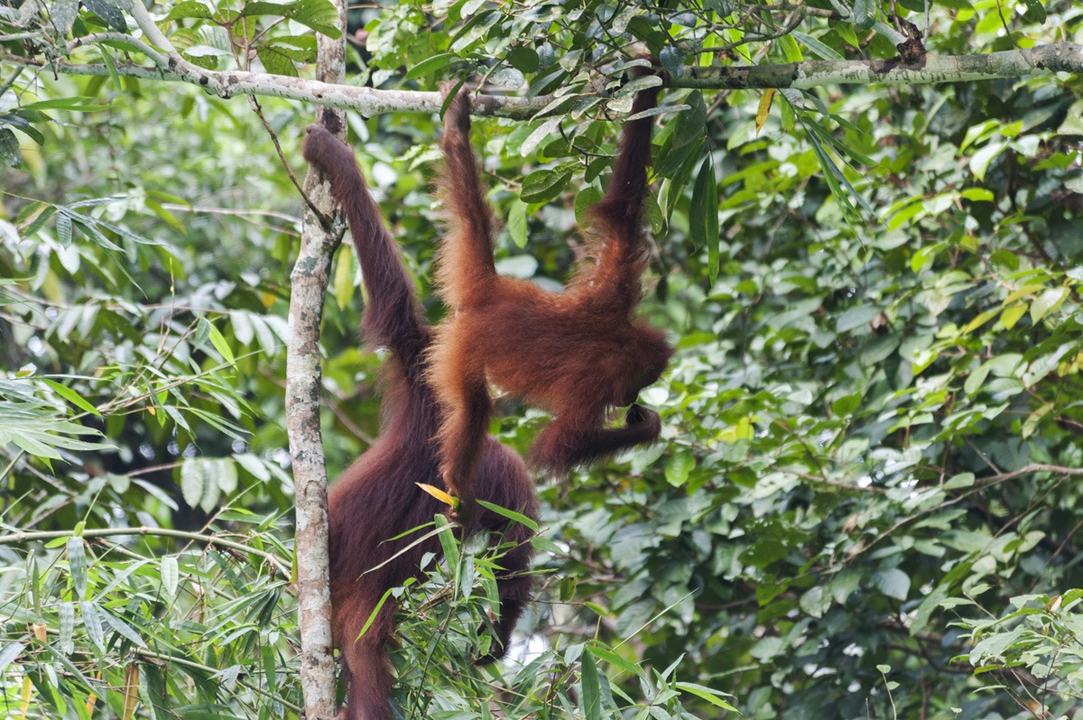 semenggoh two orangutans back
