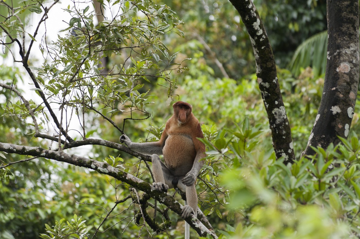 bako national park proboscis mountain on tree