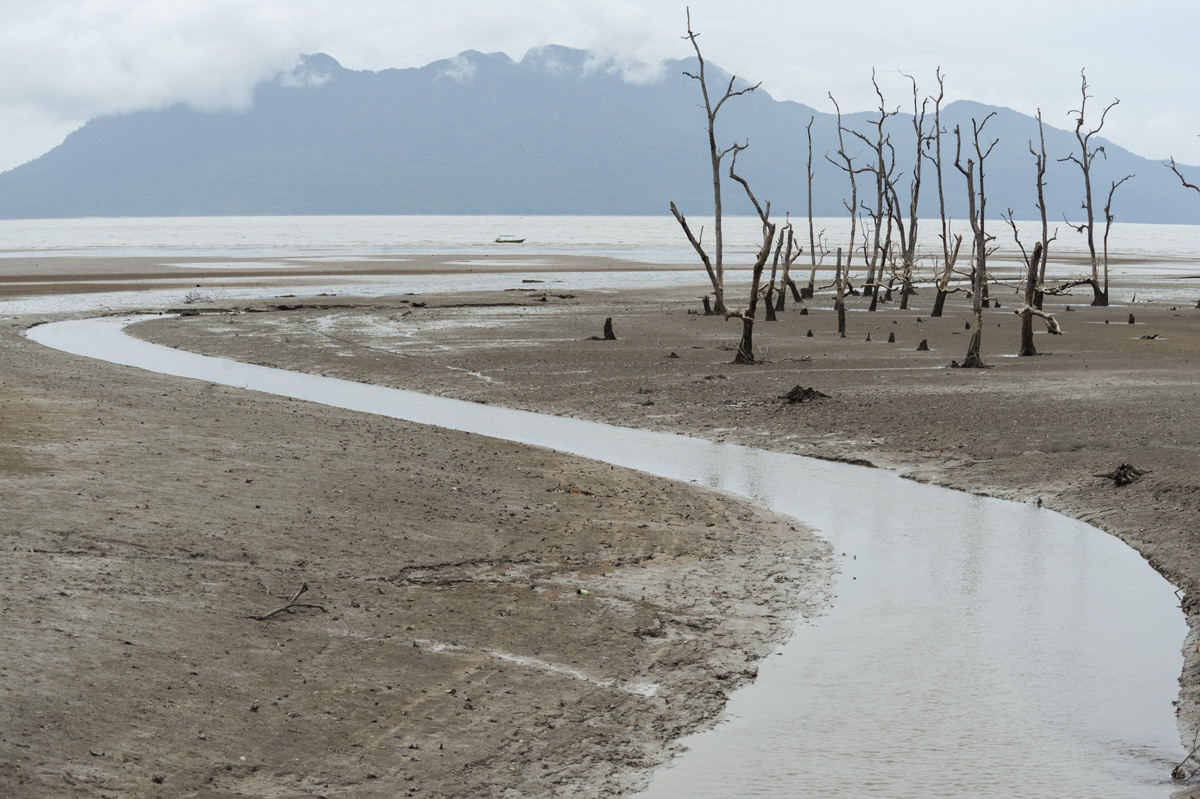 bako national park mangrove beach